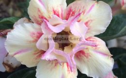 adenium-Sun-Halo-