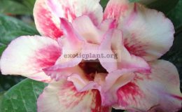adenium-Sunset-18