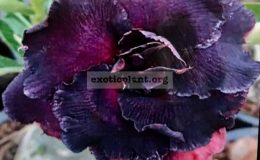 adenium-Taiwan-Purple-25