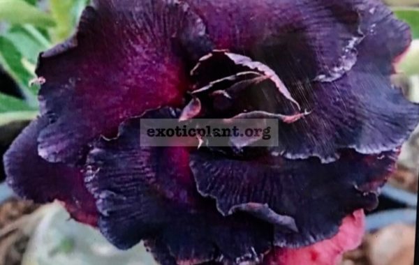 adenium-Taiwan-Purple-25