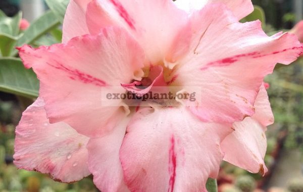 adenium-Thai-Smile-28