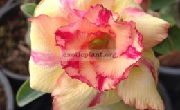 adenium-Thay-Thong-22