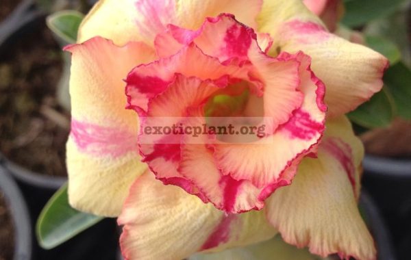 adenium-Thay-Thong-22