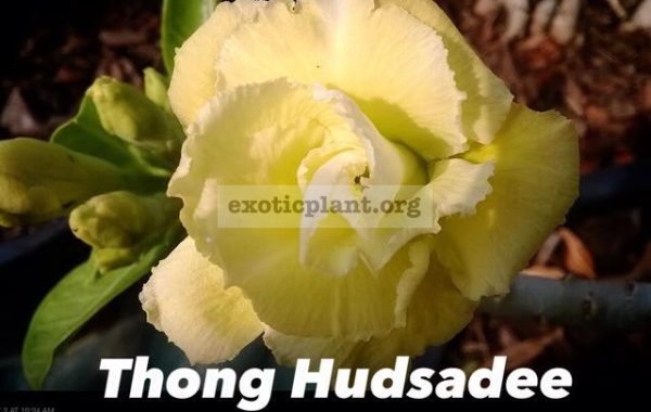 adenium-Thong-Hudsadee