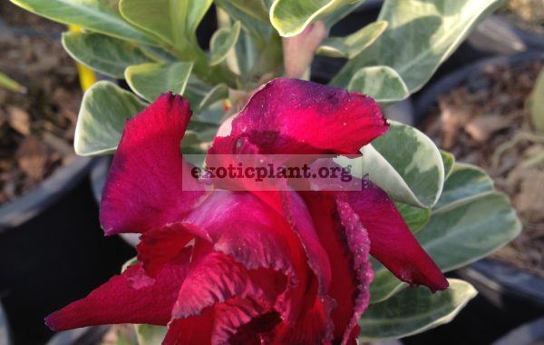 adenium-Thong-Nop-Pa-Kao-triple-red-flower-yellow-variegated-leave-