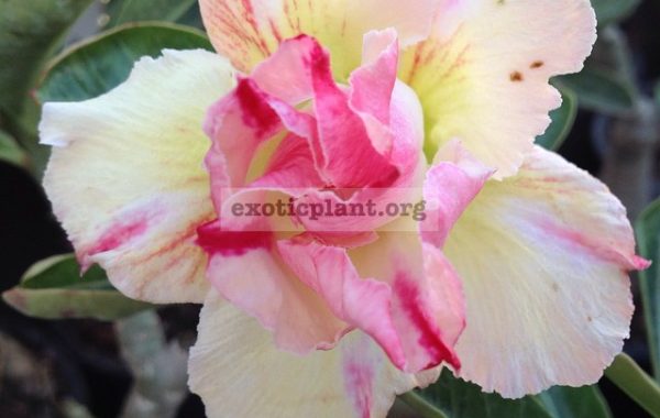 adenium-Thong-Pan-Chang-22