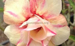 adenium-Thong-Siam