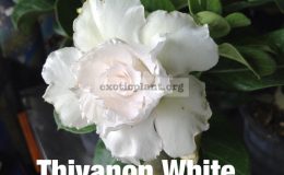 adenium-Tivanon-White-