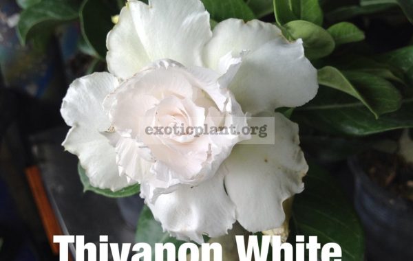 adenium-Tivanon-White-