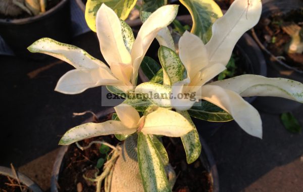 adenium-Top-White-