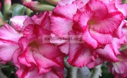adenium-Trible-Pink-18
