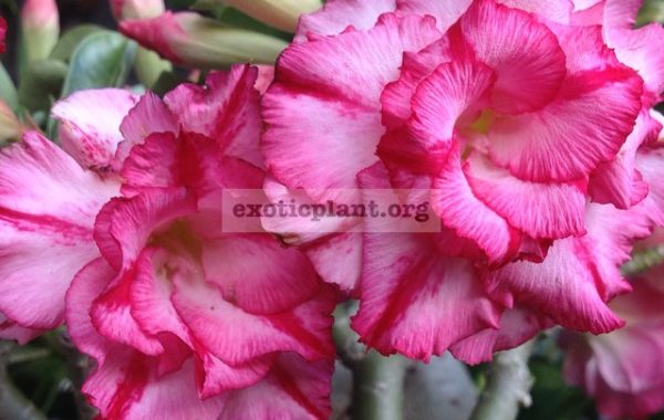 adenium-Trible-Pink-18