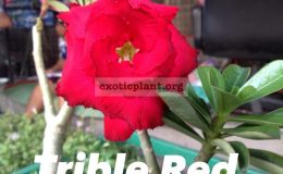adenium-Triple-Red