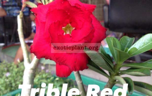 adenium-Triple-Red