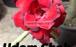 adenium-Udom-Chok-
