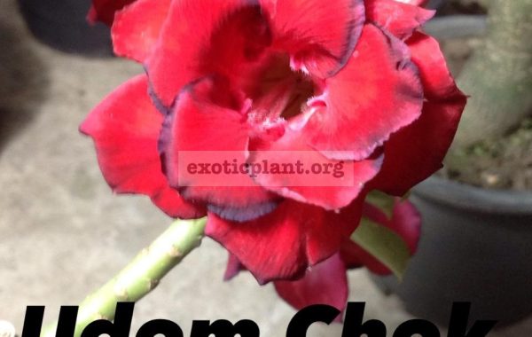 adenium-Udom-Chok-