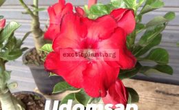 adenium-Udomsap
