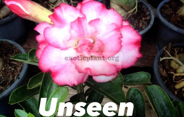 adenium-Unseen-Thailand-