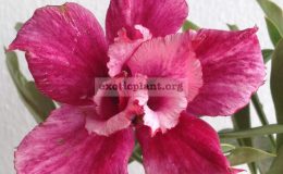 adenium-Vilentine-Purple-750-