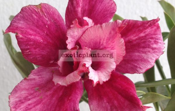 adenium-Vilentine-Purple-750-