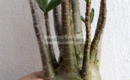 adenium-arabicum-Big-Size-