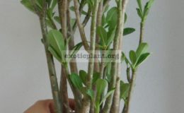adenium-arabicum-Big-Size