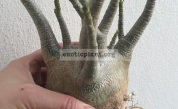 adenium-arabicum-KZH-50