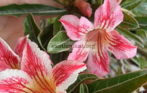 adenium-crispum