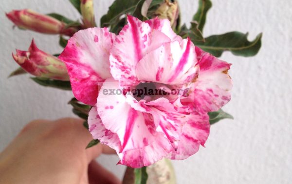 adenium-crispum-Serona-800-