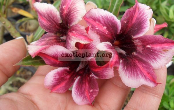 adenium-crispum-hybrid-purple-violet-