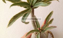 adenium-crispum-hybrid-variegated-1-1
