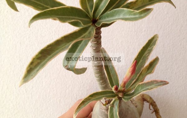 adenium-crispum-hybrid-variegated-1-1
