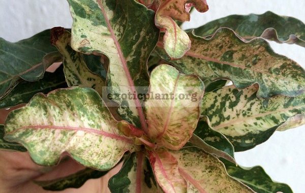 adenium-crispum-pink-variegated-25