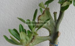 adenium-cristata
