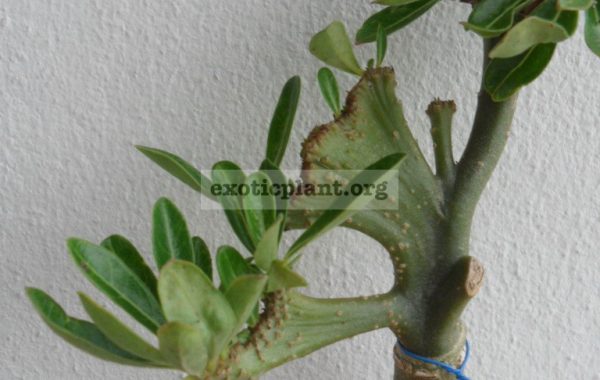 adenium-cristata
