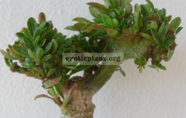adenium-cristata-mini-leave
