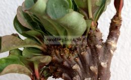 adenium-cristated-Black-mini-leaves-