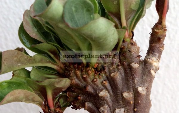 adenium-cristated-Black-mini-leaves-