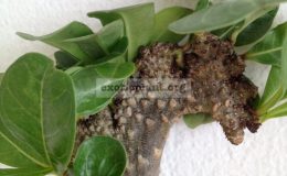 adenium-cristated-black-branch-28
