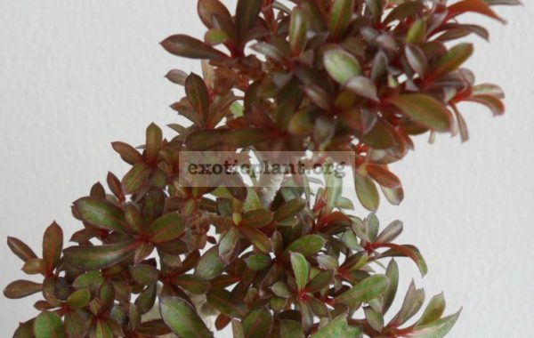 adenium-dwarf-purple-mini-leaves-