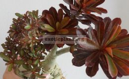 adenium-dwarf-purple-mini-leaves-слева-adenium-Nil-La-Karl-справа