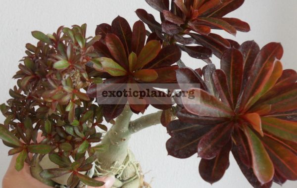 adenium-dwarf-purple-mini-leaves-слева-adenium-Nil-La-Karl-справа