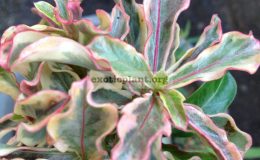 adenium-dwarf-wave-tricolor-mini-leaves-