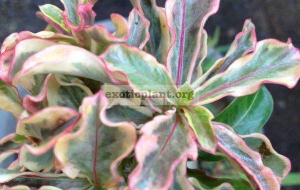 adenium-dwarf-wave-tricolor-mini-leaves-