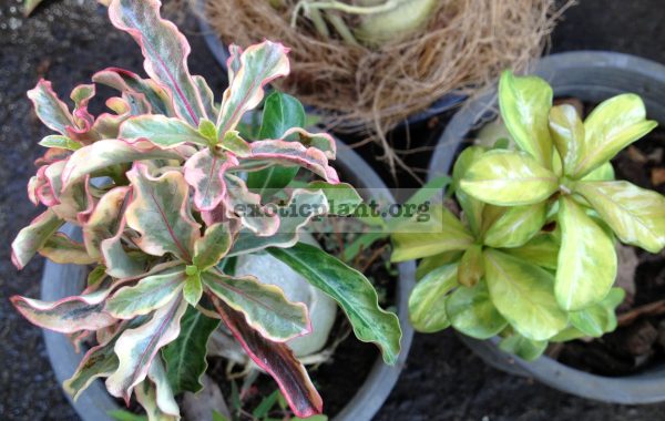 adenium-dwarf-wave-tricolor-mini-leaves