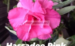 adenium-hassadee-pink