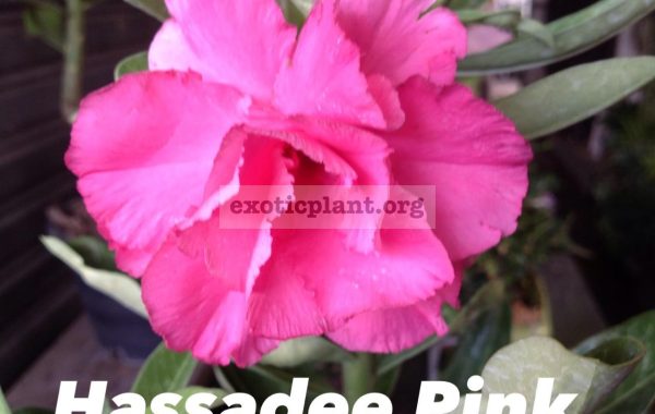 adenium-hassadee-pink