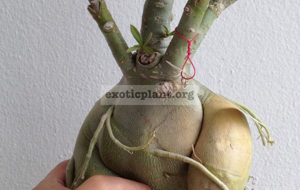 adenium-narrow-leave-nice-big-caudex-