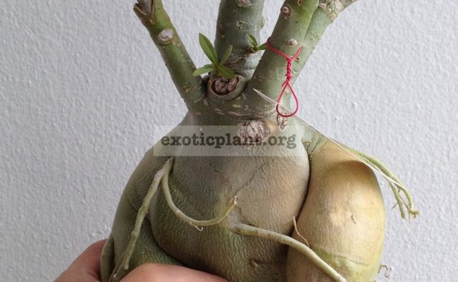 adenium-narrow-leave-nice-big-caudex-