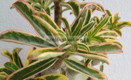 adenium-narrow-leave-nice-big-caudex-1-1